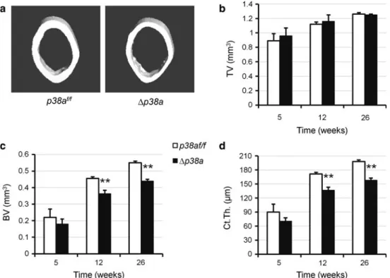 Fig. 2d). In addition, adult mutant mice also displayed significant reduction in trabecular bone volume (p B 0.002; Fig