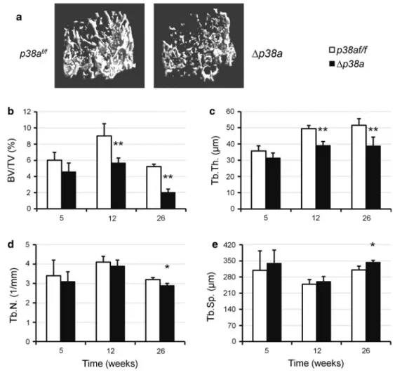 Table 1 Bone formation indices from 12-week-old p38a f/f and Dp38a female mice