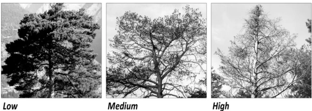 Table 1 Tree characteristics within three crown transparency classes (each value is the mean of two trees) separated for the irrigated and the control trees