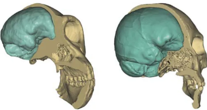 Fig. 1. Brain endocasts (light green) of a chimp (left) and a modern human (right)