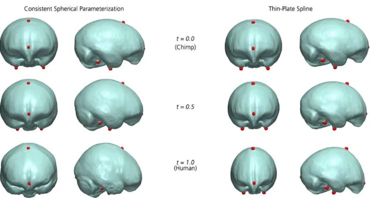 Fig. 5. Morphing from the mean chimp (top row) to the mean human (bottom row). Consistent Spherical parameterization (left), which de- de-fines corresponding points everywhere on the surfaces, is compared to thin-plate splines (right) which are defined by 