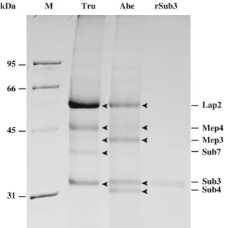 Fig. 1 Protein electrophoretic profiles from culture superna- superna-tant of Trichophyton rubrum (Tru) and Arthroderma benhamiae (Abe)