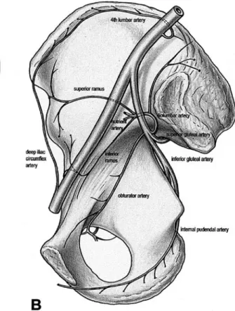 Fig. 6 A Diagram of the blood supply to the external side of acetabulum of a right hip