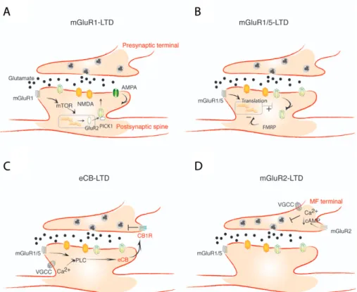Figure 1. Models of some forms of mGluR-LTDs. (A) mGluR1- LTD in the ventral tegmental area requires mTOR and the de novo synthesis of GluR2