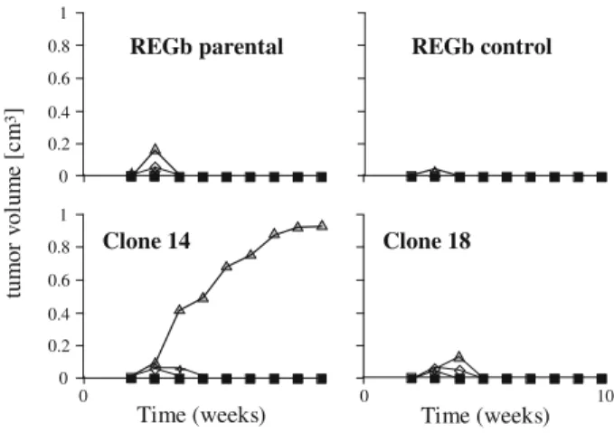Figure 1. In vivo progression of REGb cells and cell clones. REGb cells (10 6 cells per rat), either parental (REGb parental), or mock-transfected (REGb control), or transfected with  constitutively-secreted active TGFb (clone 14 and clone 18) were injecte