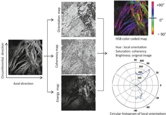 Fig. 4 Results of the OrientationJ, the imageJ plug-in developed to get the histogram of local angles, the orientation, energy and coherency maps of an image and the HSB color-coded map