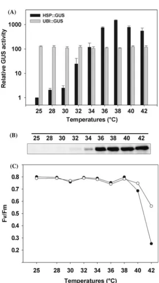 Figure 1. Heat-induction of the GUS enzyme. (A) GUS expression levels after heat treatment at different  tempera-tures
