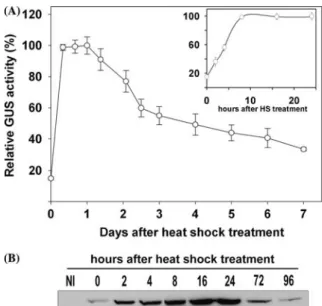 Figure 3. Time-dependent accumulation and degradation of GUS after induction. (A) One week old protonemata from the HSP::GUS strain were heat treated 1h at 38 C and  sub-sequently grown at 25 C