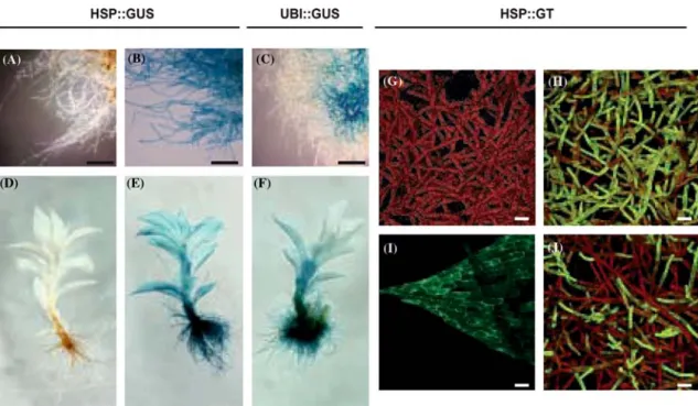 Figure 4. Expression pattern of the hsp17.3B and the ubiquitin promoter. (A–F) Histochemical localization of GUS expression dri- dri-ven by the hsp17.3B (A, B, D and E) or the Ubi-1 (C and F) promoter