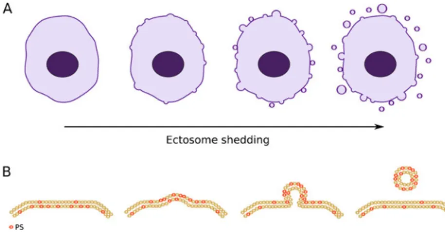 Fig. 1 Ectosomes are microve- microve-sicles budding from the cell membrane surface. a Small membrane vesicles shed by budding directly from the cell membrane are called ectosomes.