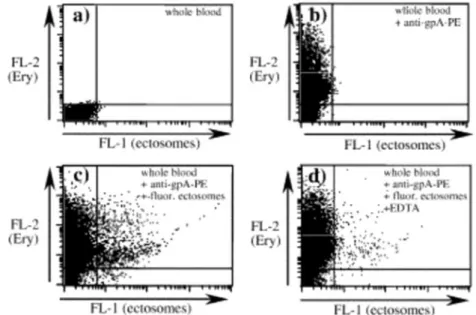 Fig. 2 Adherence of PMN-Ect to erythrocytes in whole blood.