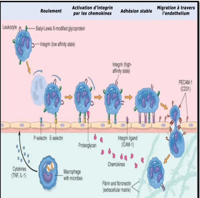 Figure 4  :  Processus de migration des neutrophiles a travers les vaisseaux  sanguins(Kumar et al.,2007) 