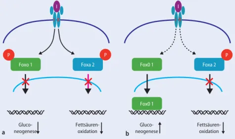 Abb. 4  8  Rolle von Foxo1 und Foxa2 in der Regulation der hepatischen Glukoseproduktion und Fett- Fett-säureoxidation bei Insulinresistenz, I Insulin, IR Insulinrezeptor