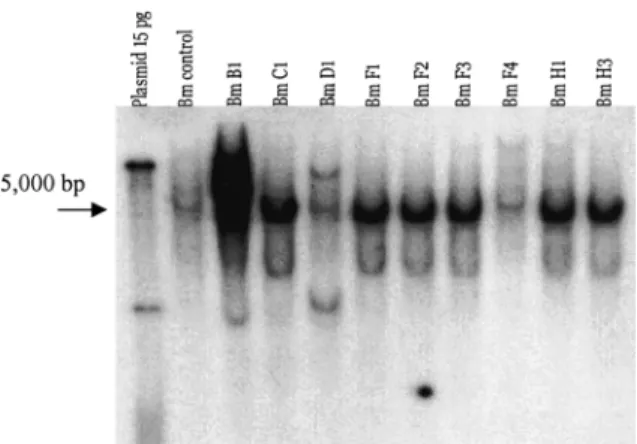 Figure 6. Southern blot of transgenic tomato plants using a T-DNA probe synthesized from the double construct,  endochitinase-chitobiosidase