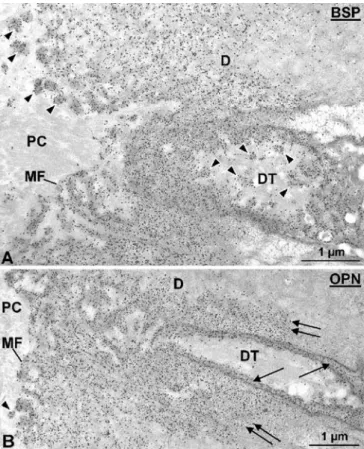 Fig. 6 Transmission electron micrographs illustrating advanced stages of repair cementum formation after incubations with antibodies against BSP (a) and OPN (b)