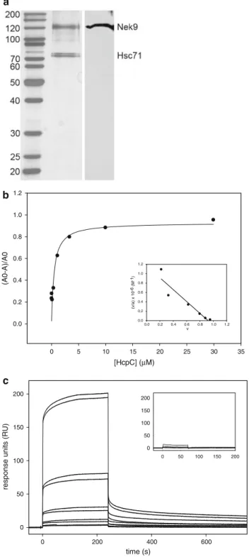 Fig. 2 a Western-blot analysis of Hek293 cell extract expressing Nek9 using an anti-flag mouse antibody (right side) and silver stained gel of affinity purified Nek9 (left side)