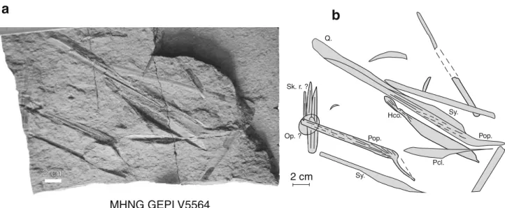 Fig. 7 Fistularia sp., Early Oligocene of the Glie`res Plateau, photograph and semi–interpretative line drawing