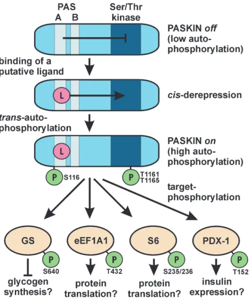 Figure 3 provides an overview of the current model of the molecular functions of PASKIN as a potential sensor protein