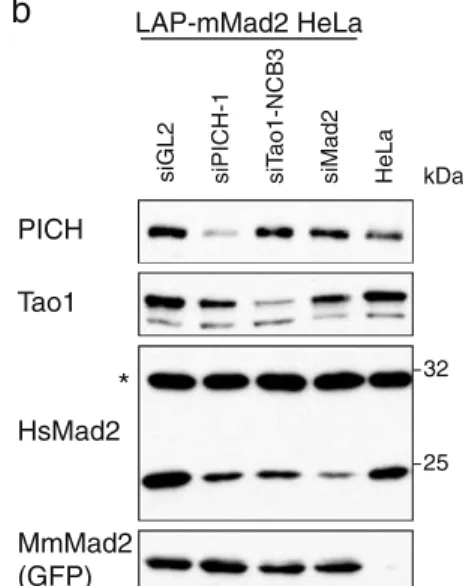 Fig. 8 Rescue of PICH-1 and Tao1 siRNA phenotypes by LAP- LAP-mouse Mad2. a Mitotic timing in siRNA-treated HeLa cells  express-ing LAP-mouse Mad2