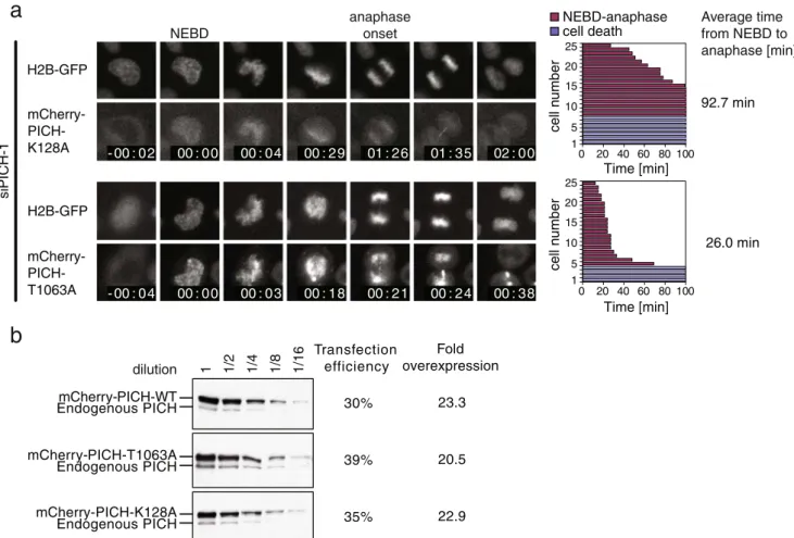 Fig. 9 Analysis of overexpressed PICH mutants for their ability to restore mitotic timing in PICH-1 siRNA-treated cells