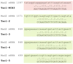 Fig. 11 Alignment of PICH and Tao1 siRNA sequences with Mad2 mRNA. The alignments were performed using the global EMBOSS pairwise Alignment Algorithm (http://www.ebi.ac.uk/Tools/emboss/