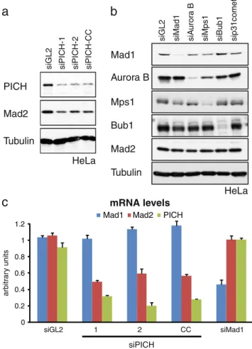 Fig. 4 Effect of PICH siRNA treatment on Mad2 expression. a HeLa cells were transfected with the indicated siRNA duplexes and levels of PICH, Mad2, and α -Tubulin (loading control) were monitored by Western blotting
