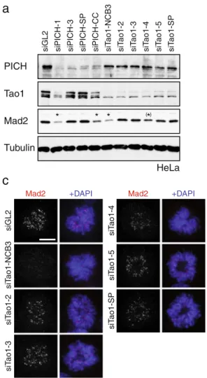 Fig. 6 Evaluation of protein knockdown efficiency, Mad2 localiza- localiza-tion, and SAC phenotype for different siRNA oligonucleotides targeting Tao1 kinase