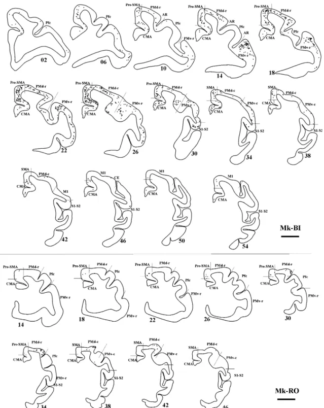 Fig. 3 Top panel Frontal sections of the right hemisphere in Mk-BI (control, untreated monkey), arranged from rostral to caudal, showing the distribution of retrogradely labelled callosal neurons as a result of BDA injection in the opposite PM