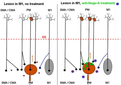 Fig. 7 Schematic representation of the pattern of callosal projection reaching PM in monkeys subjected to a permanent lesion of M1 (black hatched area) and interpretation of the present results