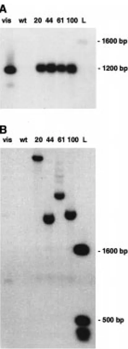 Figure 1. Construct for the expression of viscotoxin A3. The coding sequence for viscotoxin A3 was inserted into pSH9 carrying a CaMV promoter with  -element and the CaMV terminator.