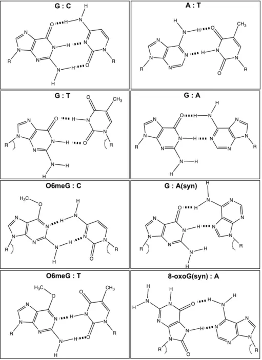 Figure 1. Hydrogen-bonding properties of Watson-Crick base pairs and base pair mismatches as determined by X-Ray and NMR structural analyses