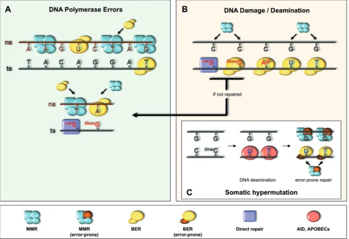 Figure 2. Repair of single base mismatches arising under various circumstances. The panels schematically illustrate the contribution of different pathways contributing to the repair of mismatches emerging from DNA polymerase errors (A), by DNA damage (B) o