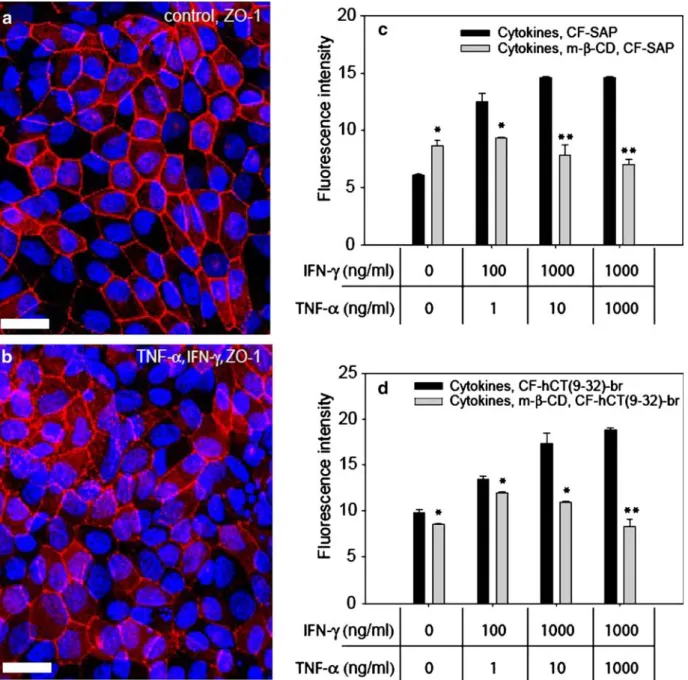 Fig. 8. Distribution of tight junctional plaque protein ZO-1 with or without prior cytokine treatment (CLSM)