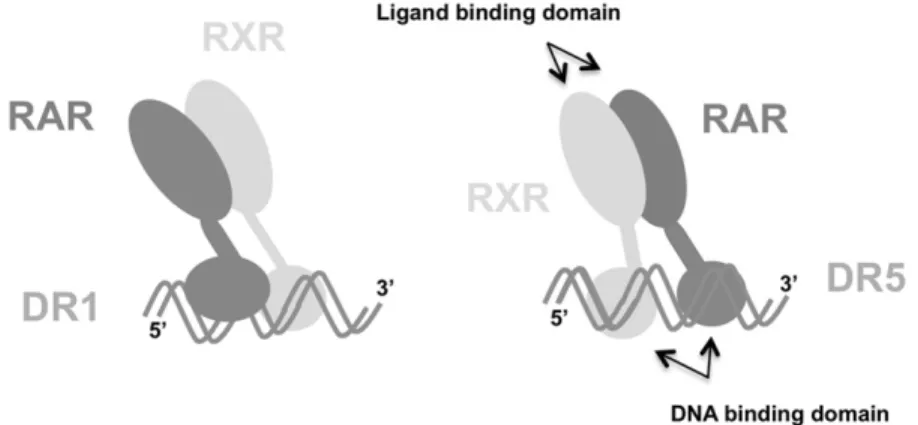 Figure 1. Schematic representation of the interaction between RAR, RXR, and DR1 (left) and the interaction between the heterodimer and DR5 (right)