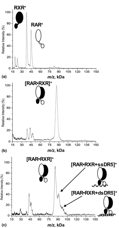 Figure 3. High-mass MALDI mass spectra of the mixture RAR·RXR in the presence of RA.