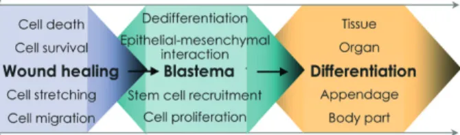 Figure 1. Schematic representation of the three main phases of regeneration in vertebrates and invertebrates