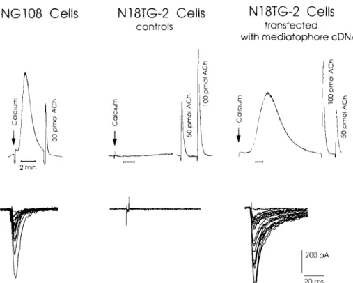 Fig. 4.  Restoration  of quantal  release in mediatophore-transfected  cells.  Cells were filled  overnight with  ACh,  washed,  and  then  harvested  to  be tested for  transmitter  release