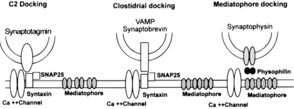 Fig. 5.  Three docking  links  between  synaptic  vesicles and the plasma  membrane.  The "C2  docking"  complex  involves  proteins  with  a C2  sequence  (such as synaptotagmin,  rabphilin,  protein  kinase C, and others) and  a site  at,  or  cl
