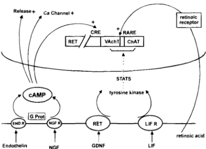 Fig.  1.  Regulation  of  tile  cholinergic  locus.  The  cholinergic  locus  is depicted  as two adjacent  genes of  the human  chromosome  10 (10ql 1.2) that also carries  the  RET gene At the cell  membrane,  endothelin,  NGF,  GDNF, and LIF interact wi