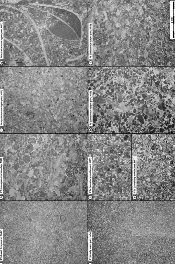 Fig. 7. Thin section photographs of typical microfacies types from the Grünten Member, given in the order of their stratigraphic succession (cf