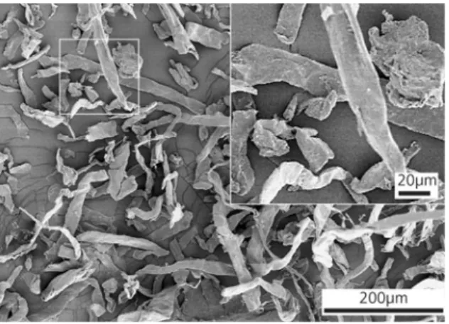 Fig. 7 SEM micrograph of non-modified NFC. Inset: zoom-in image