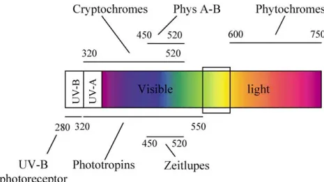 Fig. 1. The plant photoreceptor absorption zones. The wavelength ranges perceived by the diﬀerent known and putative Arabidopsis photoreceptors have been are visualized