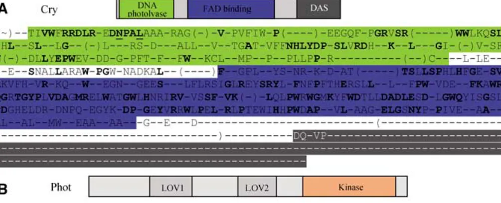 Fig. 2. Crys, phots, phys, and ZTLs. Primary structure, domains, and consensus sequences