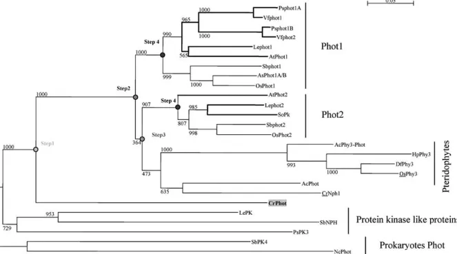 Fig. 5. Phylogenetic relationships of the phototropins from plants based on protein sequence alignments