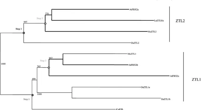 Fig. 7. Phylogenetic relationships of the zeitlupes from plants based on protein sequence alignments