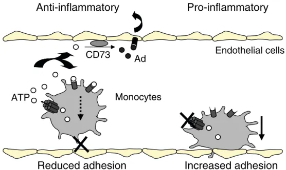 Fig. 1 Hypothetical model of the anti-adhesive function of Cx37 in mouse monocytes. Rolling monocytes at the surface of the vessel slow down and firmly adhere to ECs before extravasation