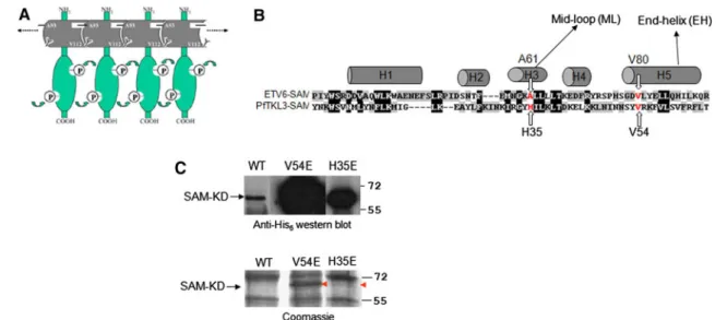 Fig. 9 MBP-SAM domain pull down assay. Purified GST-SAM was incubated with MBP-SAM (lane 1) or MBP alone (lane 2)