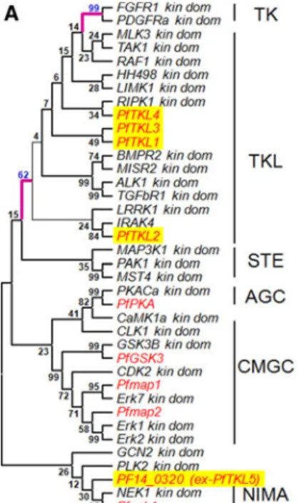 Fig. 1 Phylogeny and domain organisation of PfTKL3. a Phyloge- Phyloge-netic tree of the kinase domain sequences from representatives of the human (black) and P
