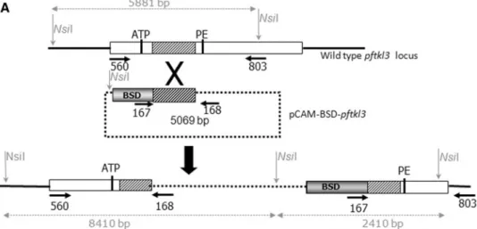 Fig. 3a). PCR analyses showed that in transgenic popula- popula-tions integration had taken place by 8 weeks post transfection and that the wild-type locus was lost in both the GFP and dHA-tagged lines (Fig