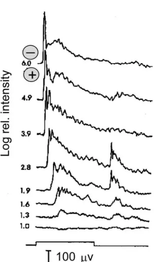 Figure 3. Proximal negative responses (PNR) at recorded by means of a microelectrode in the toad retina at increasing stimulus intensity (bottom to top), modiﬁed from [21] with permission